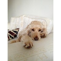 Walk My Pooch Northwich Cheshire Logo 