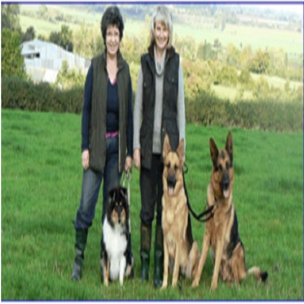 Ambassador Dog Training