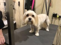 What a dogs life Batley West Yorkshire Logo 