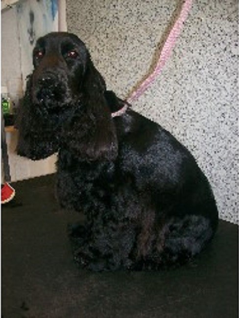 Bentley's Canine Beautician