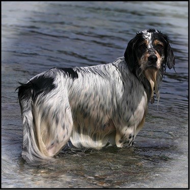 Dorset Dog Photography