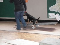 Quabbs Canine Capers Knighton Powys Logo 