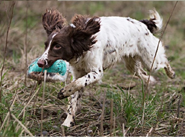 Training For Domestic & Working Dogs