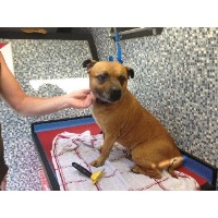 Dial a Dog Wash Worcester Norton, Worcester Worcestershire Logo 