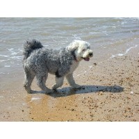 Waggy Walks Felixstowe Felixstowe Suffolk Logo 