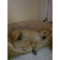 Lead & Feed Braintree Essex Logo 