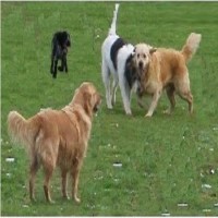 Walks 'n' More Westbourne, Emsworth West Sussex Logo 