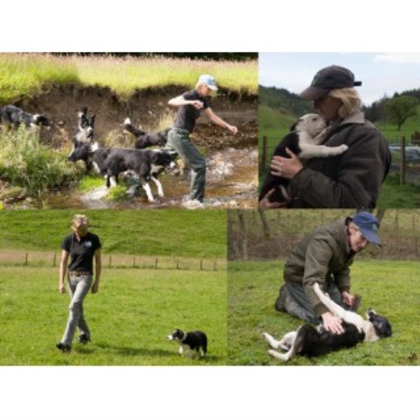 Neth Hill Border Collies