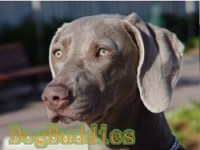 Dogbuddies Bromley Greater London Logo 