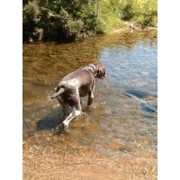 Paddy Paws Chesham Buckinghamshire Logo 