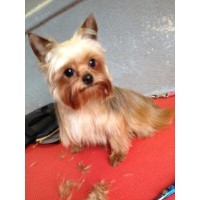 Dapper Dogs Leedstown Cornwall Logo 