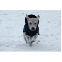 Wag Times Hayling Island Hampshire Logo 