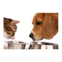 Perfect Pets Hertford Hertfordshire Logo 