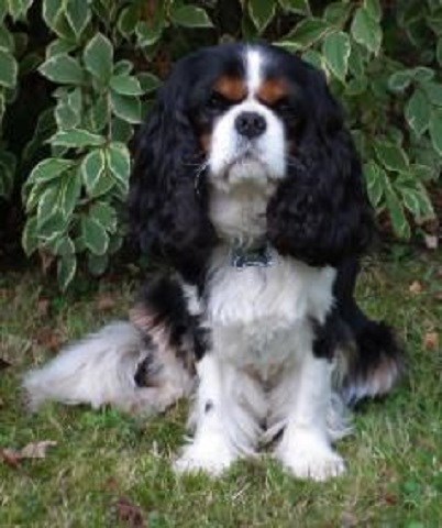 Pristine Pooch Dog Grooming