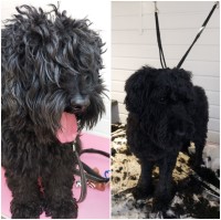 PAWSOME Dog Groomers Weymouth Weymouth Dorset Logo 