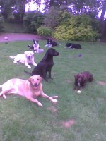 PAWSOUTDOORS Vicarage Road, Foulde Norfolk Logo 