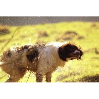 wild about walkies Saltash Cornwall Logo 