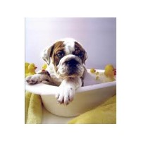 Appy Paws | Dog Grooming Dawlish Devon Logo 