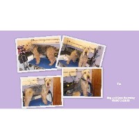 Dog And Bone Dog Grooming Carmarthen Carmarthenshire Logo 