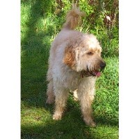 Dogs and Walks Wakefield West Yorkshire Logo 