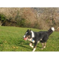 Woof2Hoof Pet Care and Dog Walking Services Newton Abbot Devon Logo 