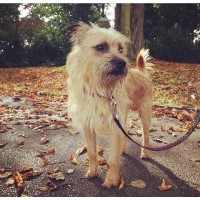 Canine Companions Berkshire Maidenhead Berkshire Logo 