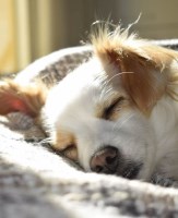 Happy Tail Friends London Greater London Logo 