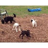 Waggnbone Wandon End, Luton Bedfordshire Logo 