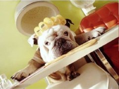 Scruffy 2 Fluffy Dog Groomers Gloucester Gloucestershire Logo 