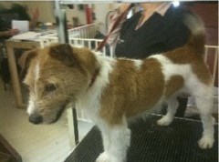 Suds & Slobber Ashtead Surrey Logo 