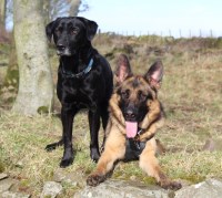 All dog services - MCM Pet Consultancy and Services dog training and dog walking Ellon Aberdeenshire Ellon Aberdeenshire Logo 