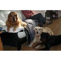 Top Dog training School & Home Boarding Erith Kent Logo 