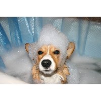 Raggy Dogz Leamington Spa Warwickshire Logo 