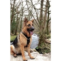 Canine Ventures Liskeard Cornwall Logo 