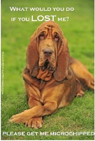 Devon Microchipping Service