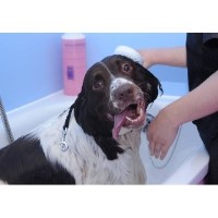 Doggie Doo's Salon Epping Essex Logo 