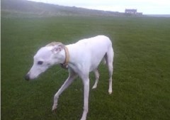 Waggers & Whiskers Newcastle Upon Tyne Tyne and Wear Logo 