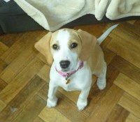 Paws in Training Bordon Hampshire Logo 