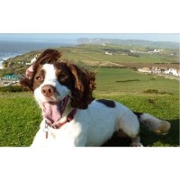 k9TRAINING4U Uplyme Dorset Logo 