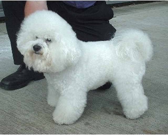 Smartdogs Dog Grooming