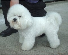 Smartdogs Dog Grooming Evesham Worcestershire Logo 