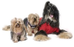 Grooming Gorgeous Sunbury-On-Thames Surrey Logo 