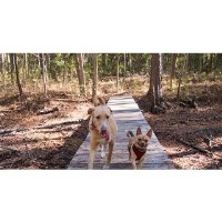 Thea's Dog Walking Clevedon Avon Logo 