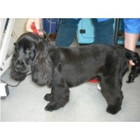 Dandy Dogs St. Andrews Fife Logo 