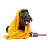 Linda Paterson Dog Grooming Linda Paterson Dog Grooming