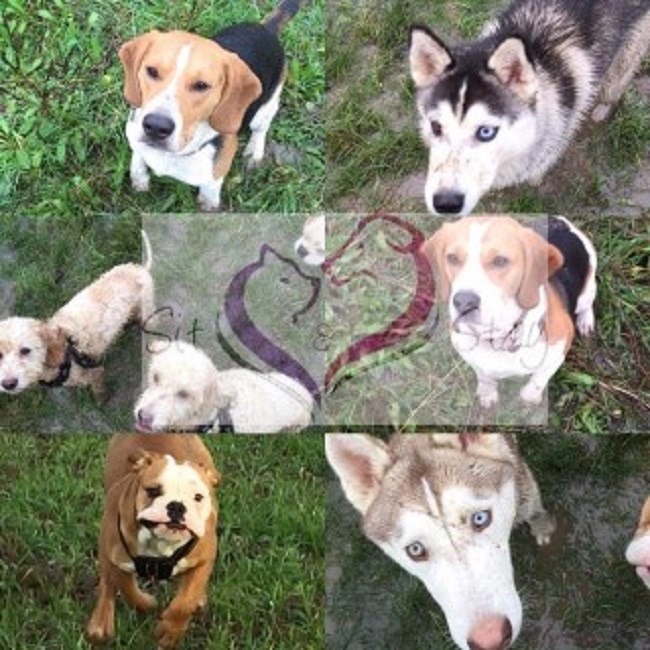 Sit & Stay Dog Walking & Pet care Burton Latimer, Northamptonshire NN15 5XS