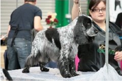 Just Pawsgrooming Shoreham By Sea West Sussex Logo 