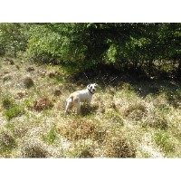 CanniWalks Catrine East Ayrshire Logo 