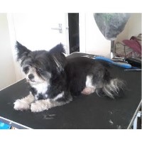 Emmzy's Pet Care & Dog Grooming Waterlooville Hampshire Logo 