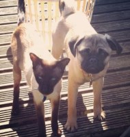 Janimals Thornton Lancashire Logo 